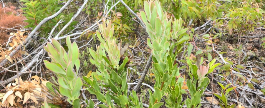 0 Bedroom Property for Sale in Franskraal Western Cape